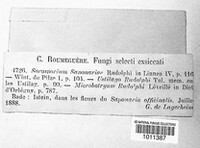 Thecaphora saponariae image